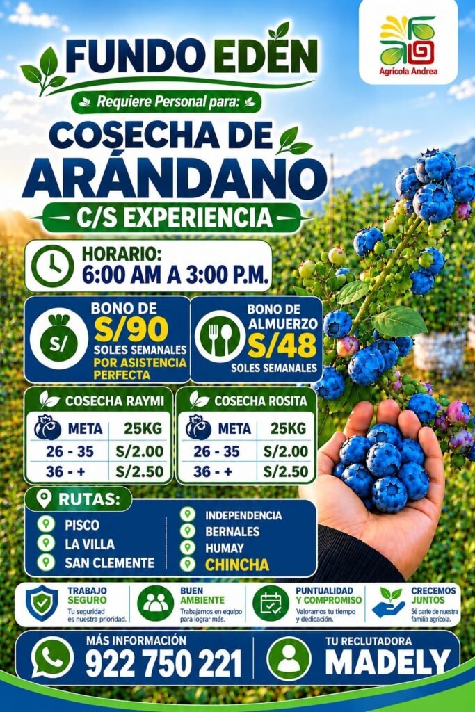 30 personas para cosecha de arandanos - Imagen 1