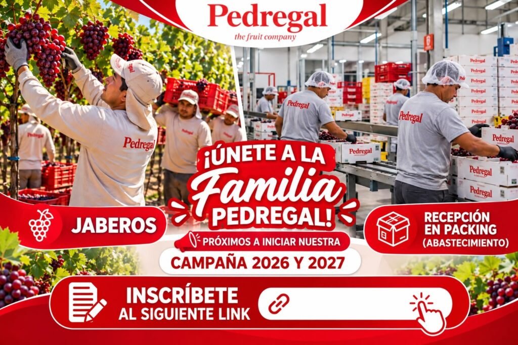 Campaña de packing en Pedregal Ica - Imagen 1