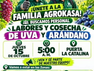Cosecha de uva y arandanos