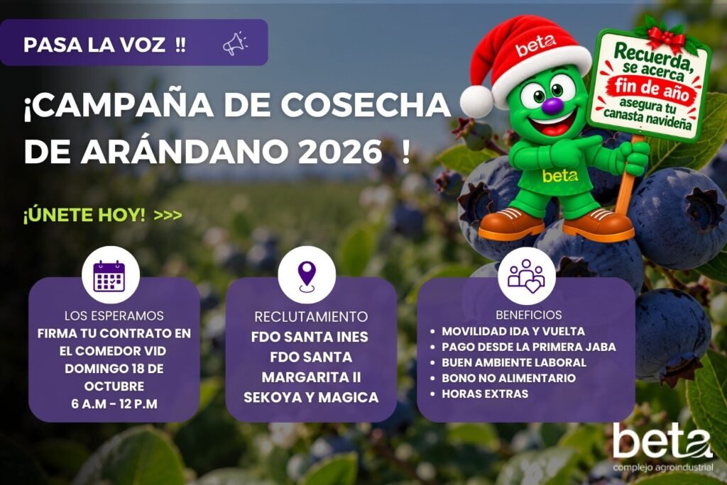 Cosecha de Arándano 2026 - Imagen 2