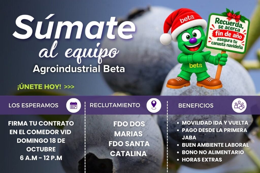 Cosecha de Arándano 2026