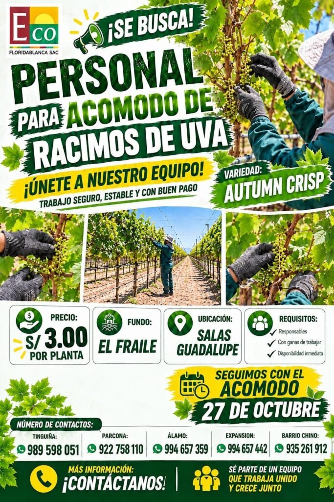 Acomodo de racimos - Imagen 1
