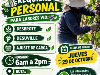 DESBROTE, DESUVILLE Y AJUSTE DE CARGA – FUNDO AGA CALIFORNIA (PISCO)