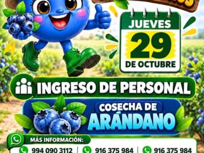 COSECHA DE ARÁNDANO – AGROKASA LA CATALINA (ICA)