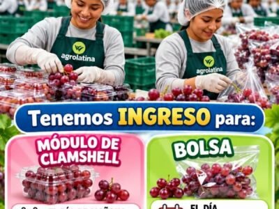Personal Reingresante de Packing de Uva – Agrolatina (Clamshell y Bolsa)