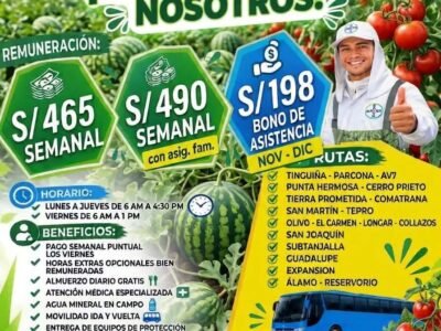 HIBRIDACIÓN DE SANDÍA – BAYER VEGETALES (ICA)