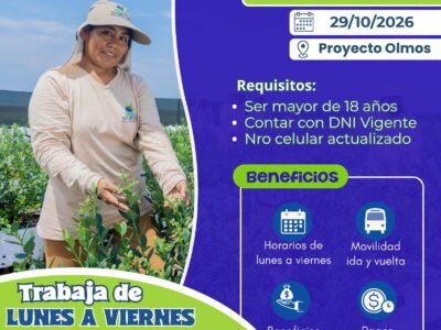 Cosecha de Arándano – Berry Harvest, Proyecto Olmos