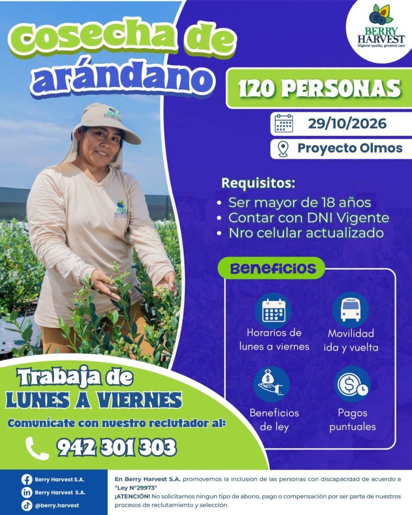 Cosecha de Arándano – Berry Harvest, Proyecto Olmos - Imagen 1