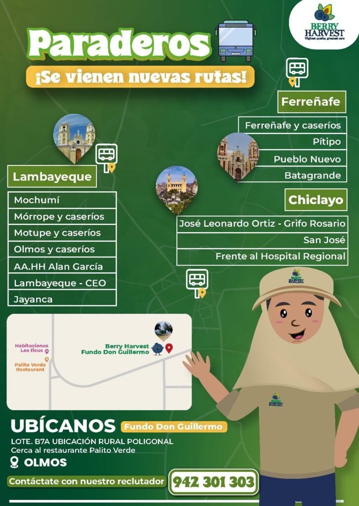 Cosecha de Arándano – Berry Harvest, Proyecto Olmos - Imagen 2