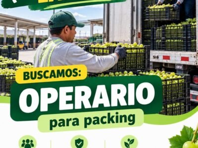 Operario de Recepción para Packing – Campos del Sur – San Juan Bautista