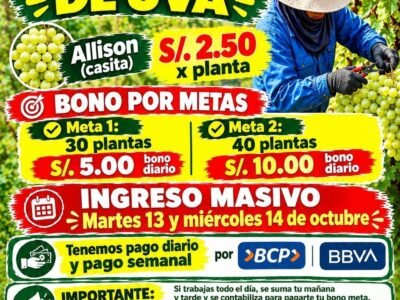 Pre-limpia de uva – Fundo San Fernando