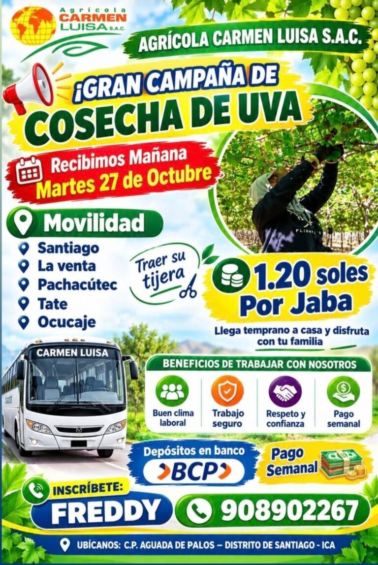 COSECHA Y PACKING DE UVA – AGRÍCOLA CARMEN LUISA – SANTIAGO, ICA