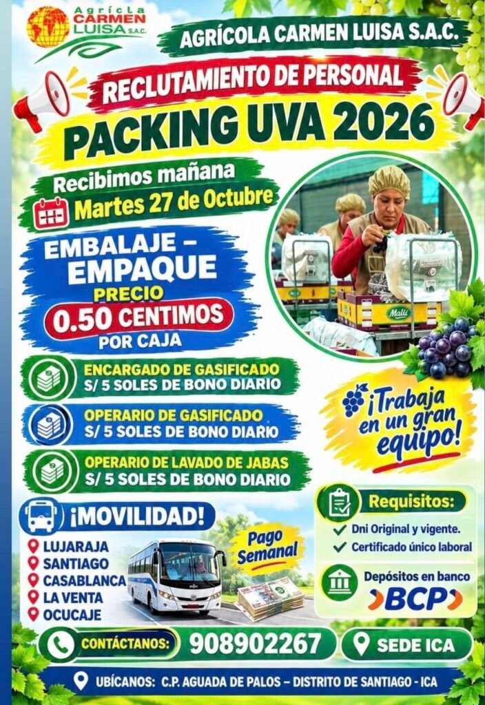 COSECHA Y PACKING DE UVA – AGRÍCOLA CARMEN LUISA – SANTIAGO, ICA - Imagen 2