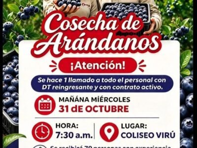 COSECHA DE ARÁNDANOS – DANPER (VIRÚ)