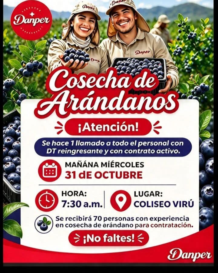 COSECHA DE ARÁNDANOS – DANPER (VIRÚ) - Imagen 1