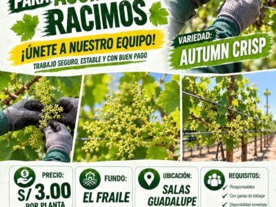 Acomodo de Racimos de Uva – Floridablanca – Fundo El Fraile, Salas