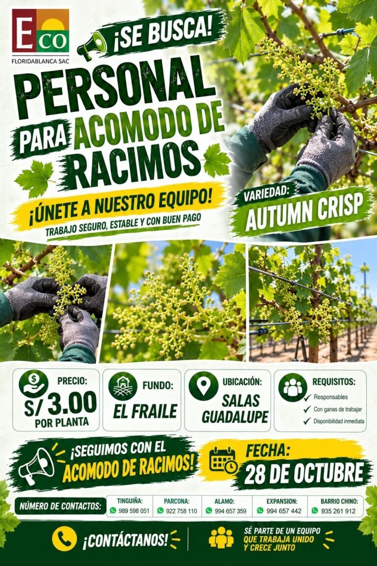 Acomodo de Racimos de Uva – Floridablanca – Fundo El Fraile, Salas