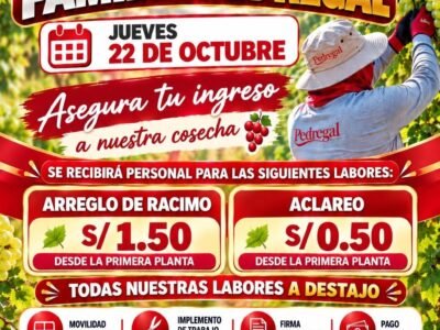 Arreglo de racimo y aclareo de uva – Pedregal (Sede Yaurilla)