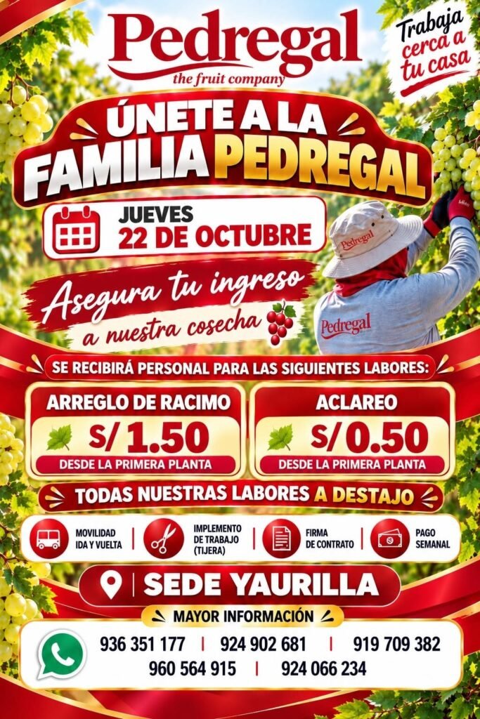 Arreglo de racimo y aclareo de uva – Pedregal (Sede Yaurilla) - Imagen 1