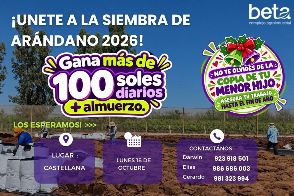 Siembra de Arándano 2026 – Beta Complejo Agroindustrial