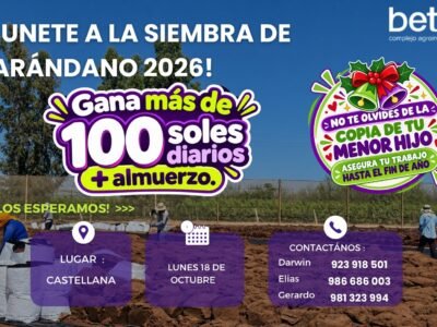 Siembra de Arándano 2026 – Beta Complejo Agroindustrial