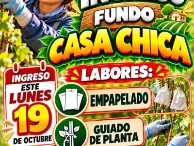 Empapelado y Guiado de planta – Fundo Casa Chica – Agrícola Don Ricardo