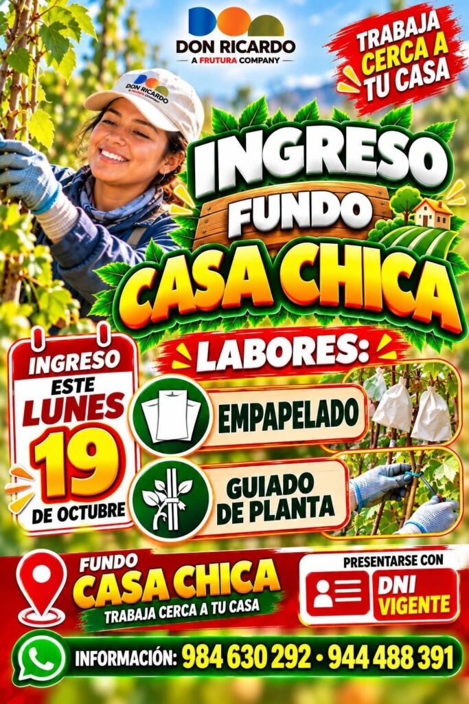 Empapelado y Guiado de planta – Fundo Casa Chica – Agrícola Don Ricardo - Imagen 1