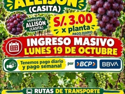 Labores en vid: Pre-limpia, Cosecha y Limpia – Fundo San Fernando (Santiago)