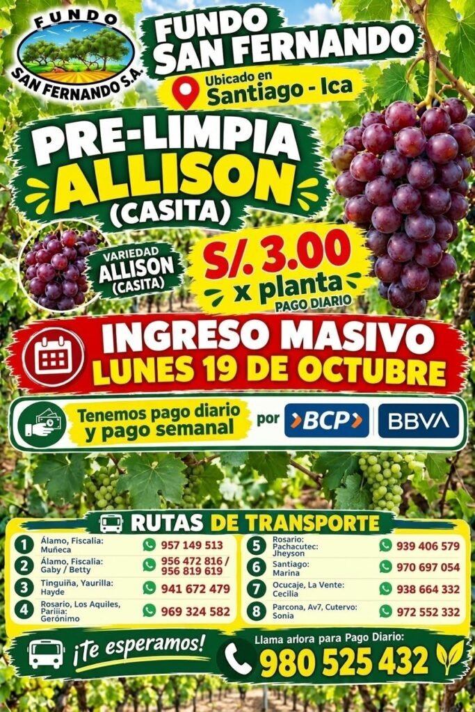 Labores en vid: Pre-limpia, Cosecha y Limpia – Fundo San Fernando (Santiago) - Imagen 1