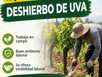 Deshierbo de uva – Greenvic – Salas