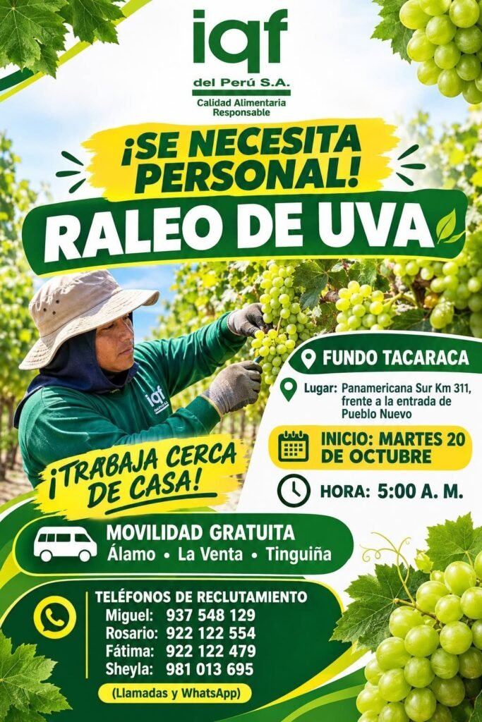 Raleo de uva – IQF del Perú – Fundo Tacaraca (Pueblo Nuevo) - Imagen 1
