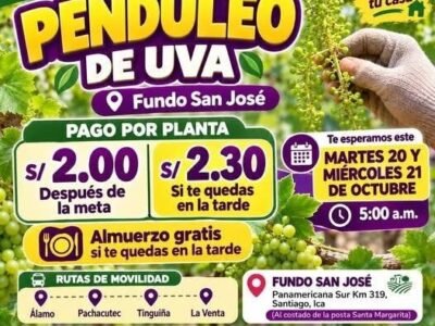 Penduleo de uva – IQF – Fundo San José (Santiago)