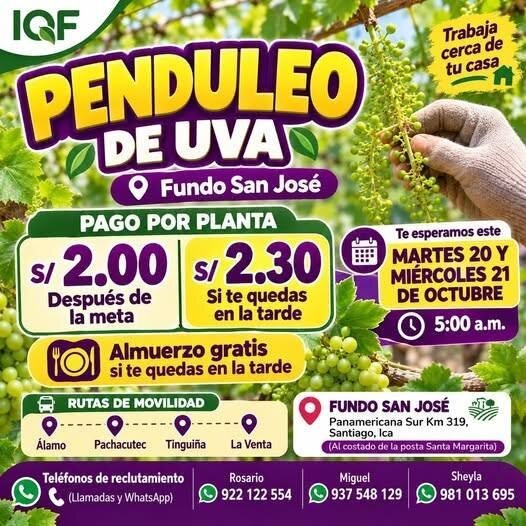 Penduleo de uva – IQF – Fundo San José (Santiago) - Imagen 1