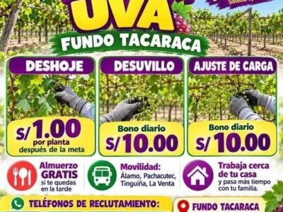Labores de uva: deshoje, desuvillo y ajuste de carga – IQF – Fundo Tacaraca (Pueblo Nuevo)
