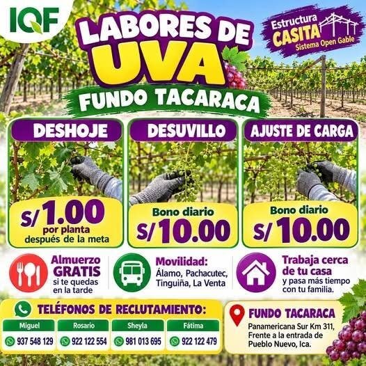 Labores de uva: deshoje, desuvillo y ajuste de carga – IQF – Fundo Tacaraca (Pueblo Nuevo) - Imagen 1