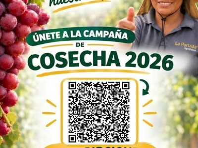 Campaña de cosecha de uva 2026 – La Portada (AgroCalera) – Yauca del Rosario