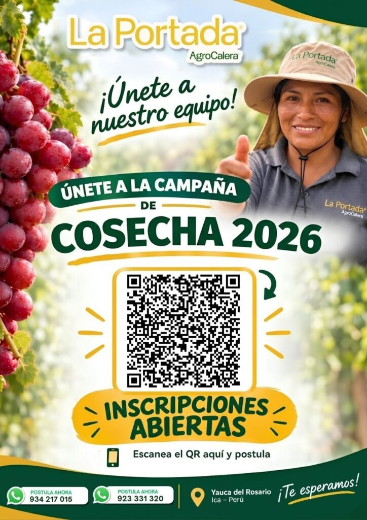 Campaña de cosecha de uva 2026 – La Portada (AgroCalera) – Yauca del Rosario - Imagen 1