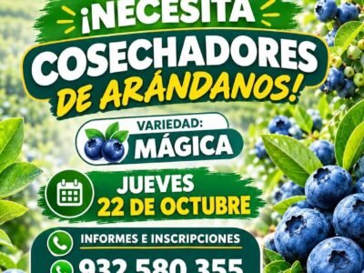 Cosechadores de arándanos – Fundo San Jorge
