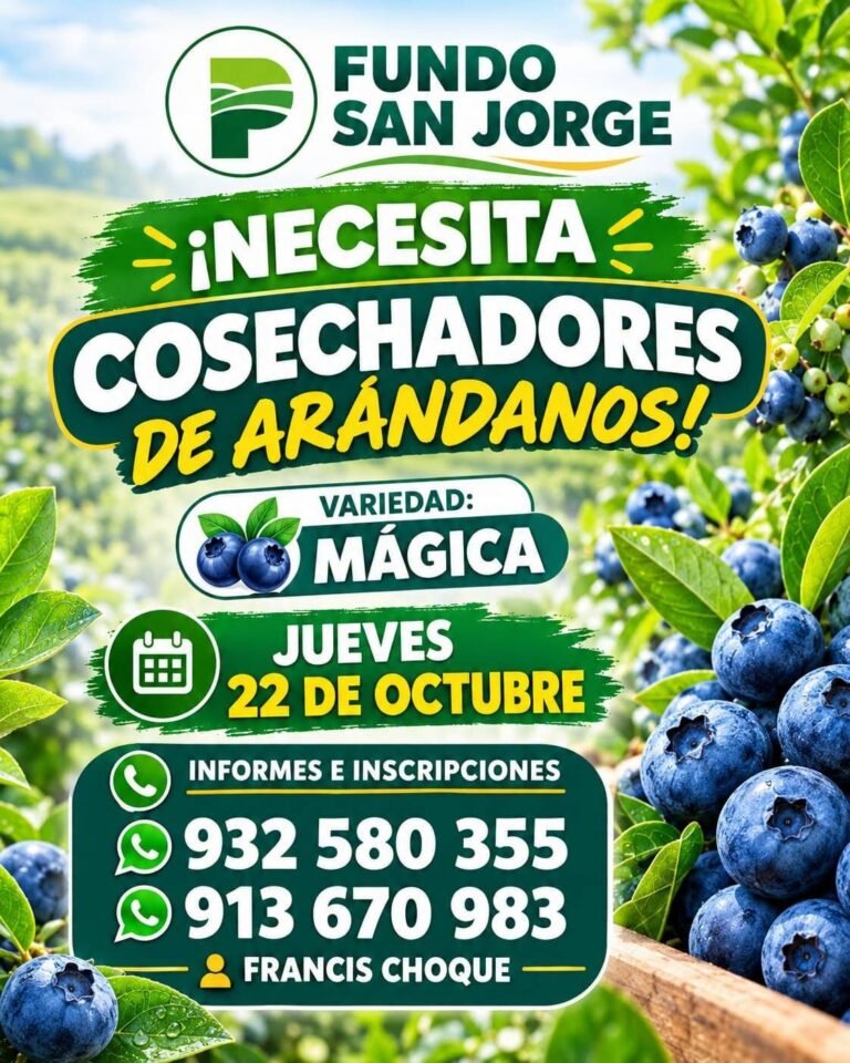 Cosechadores de arándanos – Fundo San Jorge