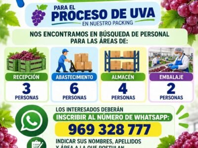 Convocatoria de Personal para Packing de Uva – Sobifruits (La Tinguiña, Ica)