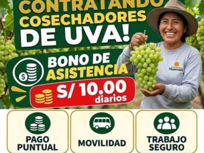 COSECHADORES DE UVA – AGROINDUSTRIAL HUAMANI – PISCO