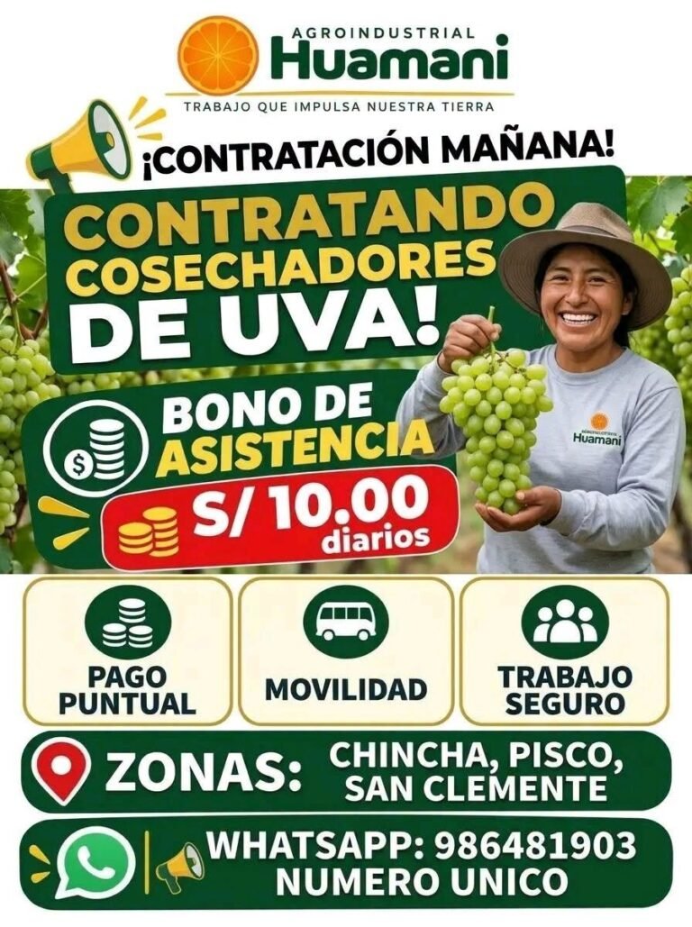 COSECHADORES DE UVA – AGROINDUSTRIAL HUAMANI – PISCO
