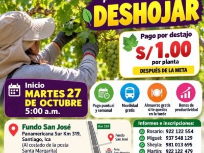 DESHOJE DE UVA – IQF – SANTIAGO, ICA