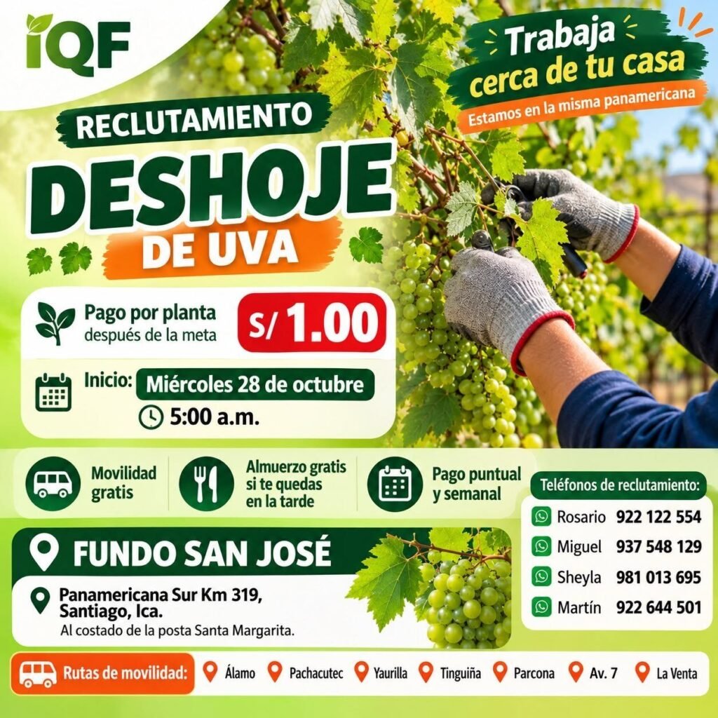 Deshoje y Raleo de Uva – IQF – Ica - Imagen 1