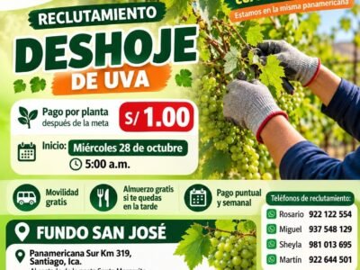 Deshoje y Raleo de Uva – IQF – Ica