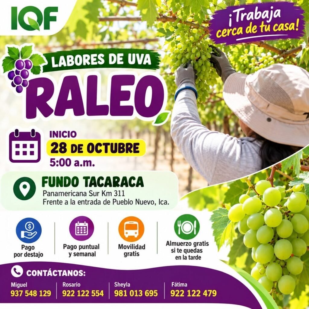 Deshoje y Raleo de Uva – IQF – Ica - Imagen 2