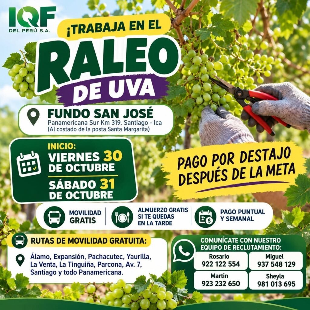 RALEO, DESHOJE, AJUSTE DE CARGA, DESUVILLO Y LABORES DE UVA – IQF DEL PERÚ (ICA) - Imagen 3