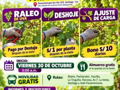 RALEO, DESHOJE, AJUSTE DE CARGA, DESUVILLO Y LABORES DE UVA – IQF DEL PERÚ (ICA)