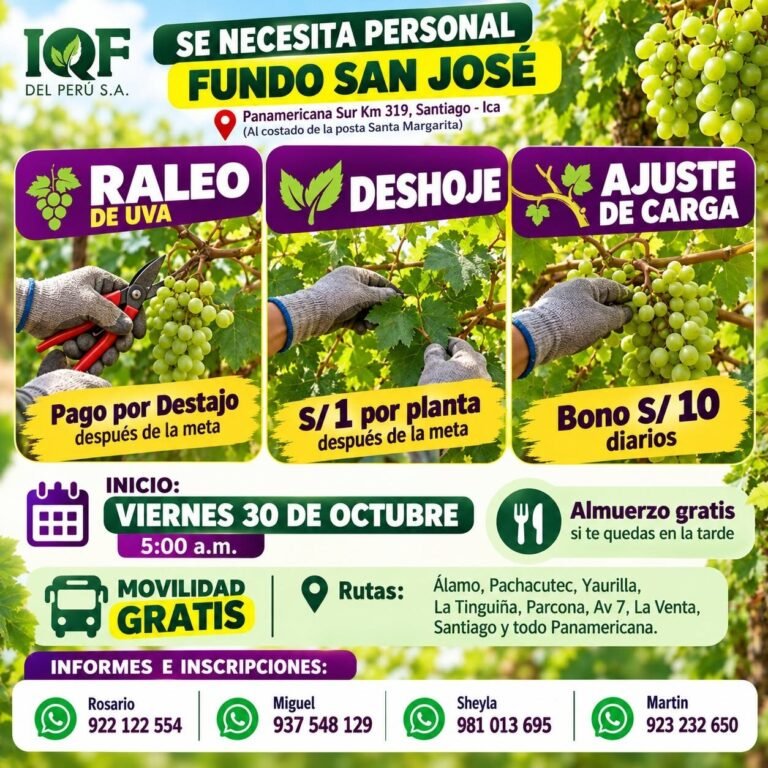 RALEO, DESHOJE, AJUSTE DE CARGA, DESUVILLO Y LABORES DE UVA – IQF DEL PERÚ (ICA)