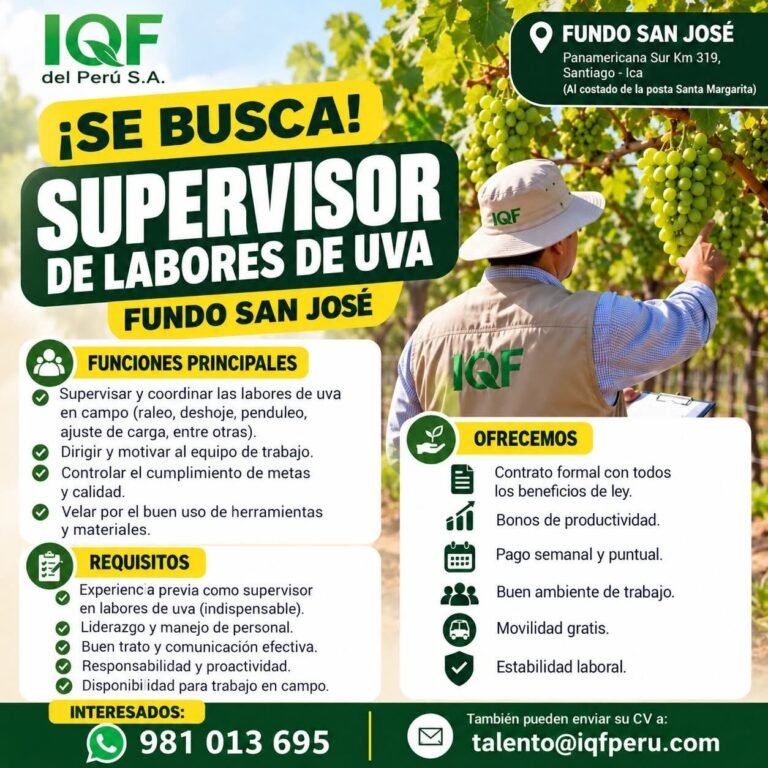 SUPERVISOR DE LABORES DE UVA – IQF DEL PERÚ, FUNDO SAN JOSÉ (SANTIAGO, ICA)